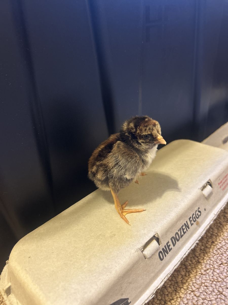 Brazilian Asil Chicks