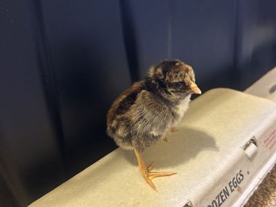 Brazilian Asil Chicks