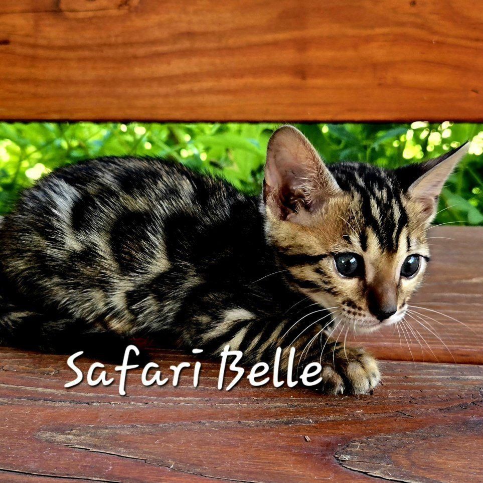 Sweet, Cuddly TICA Bengal Kittens - Snow and Charcoal