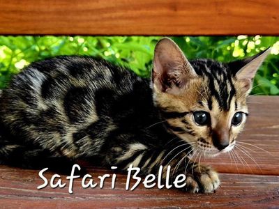 Sweet, Cuddly TICA Bengal Kittens - Snow and Charcoal