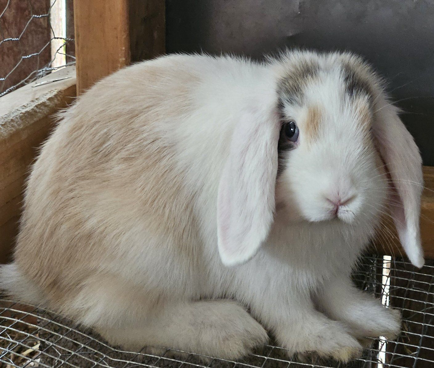 Holland lop