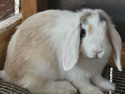 Holland lop