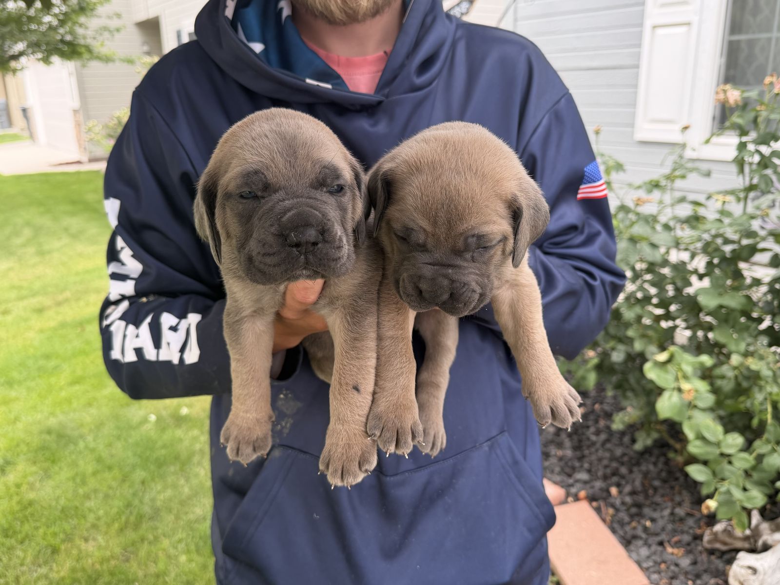 *****Cane Corso Puppies***** Family Raised!