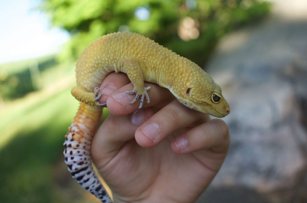 Beautiful Male Gecko