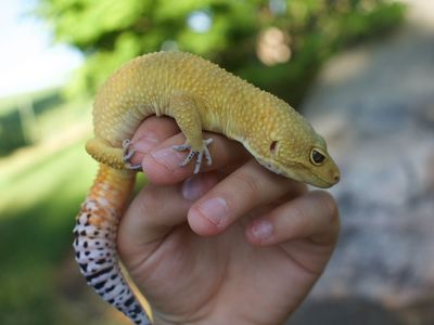 Beautiful Male Gecko