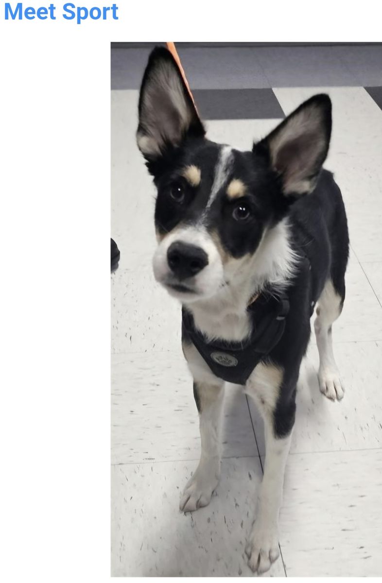 Sport, 7 month old cattle dog mix