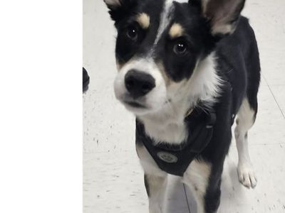 Sport, 7 month old cattle dog mix