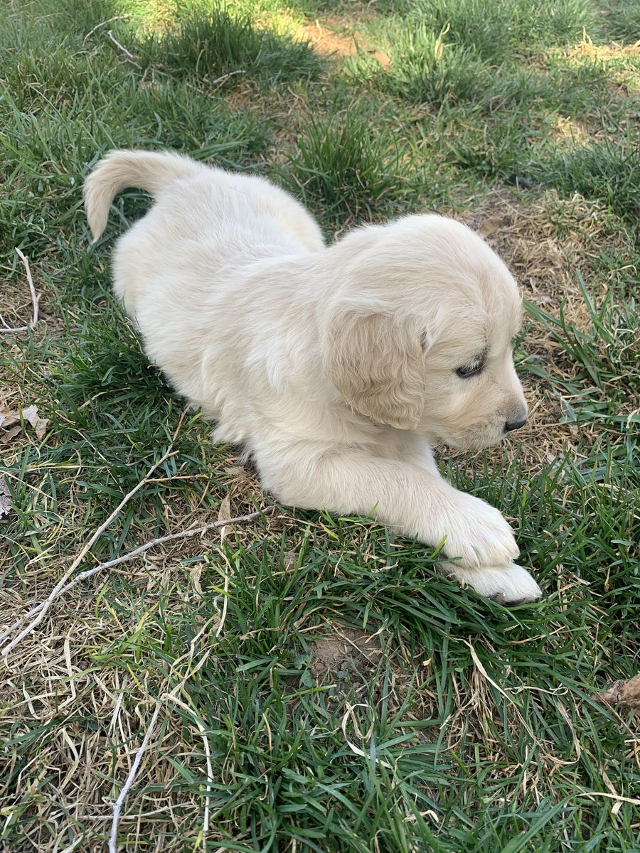 AKC Light Golden Retriever Puppies