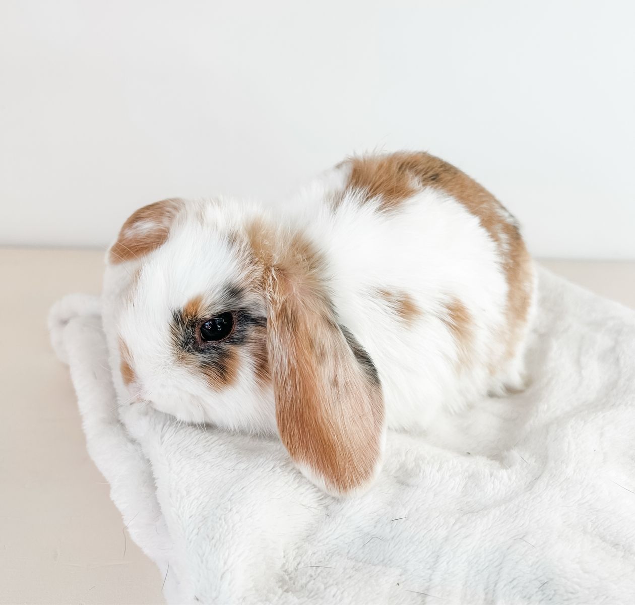 Darling Holland Lop girls!