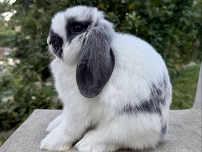 Holland Lop Buck