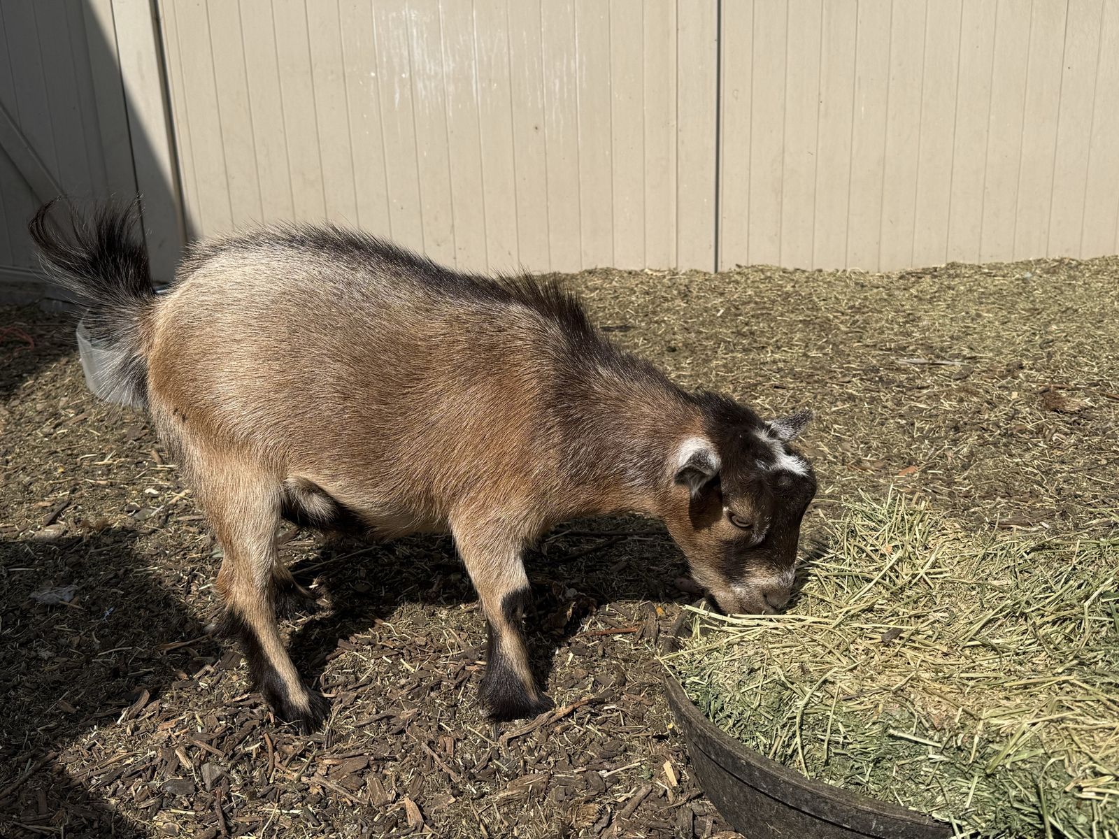 Nigerian dwarf goat 