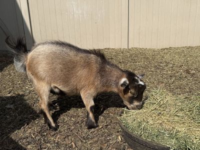 Nigerian dwarf goat