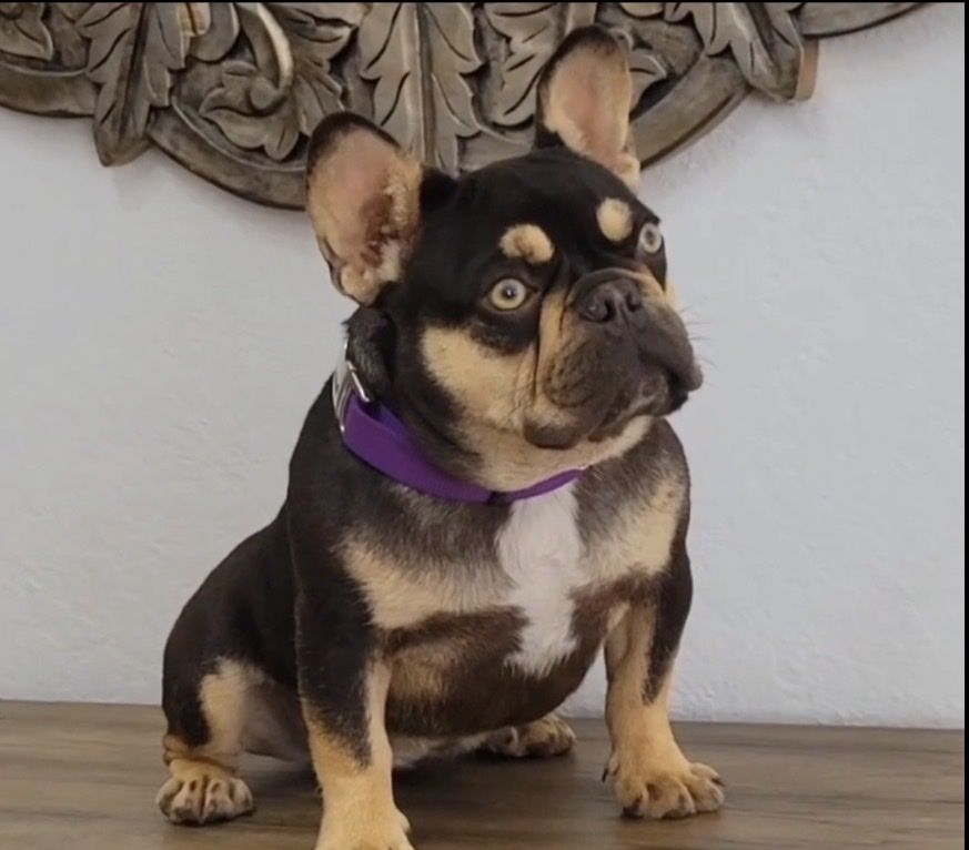 Female French Bulldog — Sweet, Calm, Potty Traind
