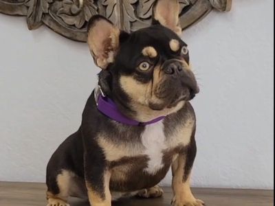 Female French Bulldog — Sweet, Calm, Potty Traind