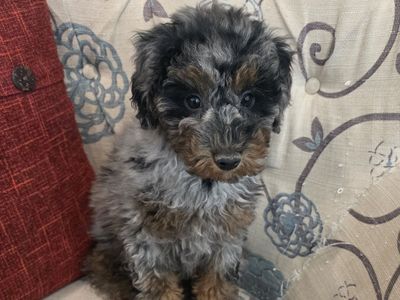 AKC Mini/Toy Poodle Bernedoodle Doodle