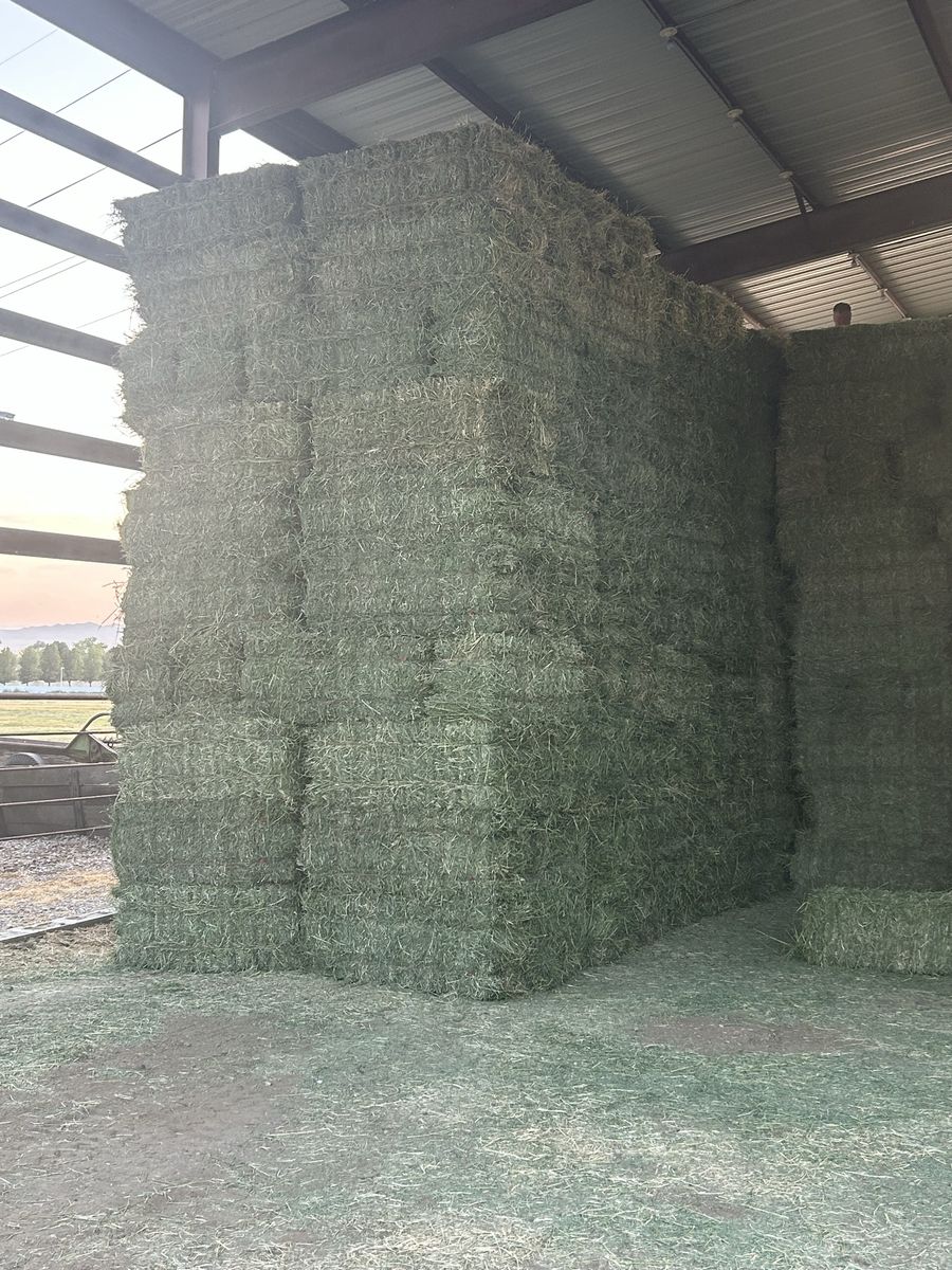 3rd crop alfalfa hay bales