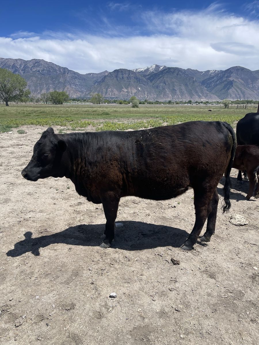 Heifer