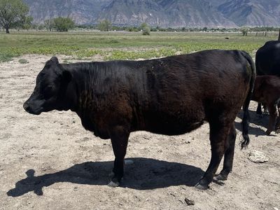 Heifer