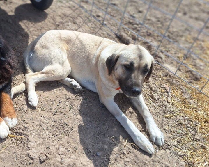 Home and Farm Guard Dog - Family Friendly