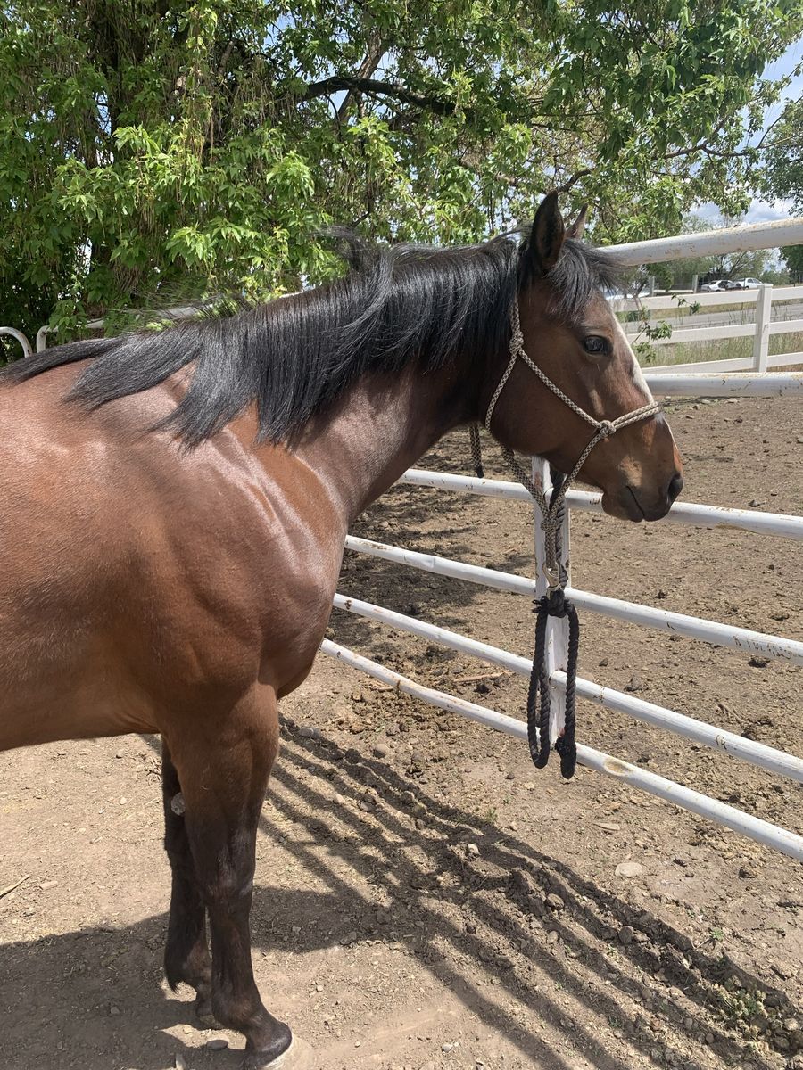 2023 AQHA filly