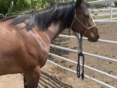 2023 AQHA filly