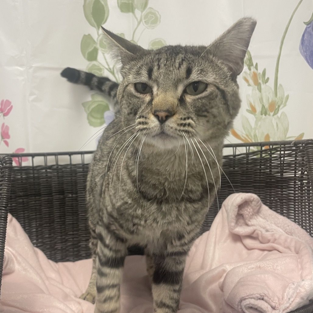 Hello my name is Bugle