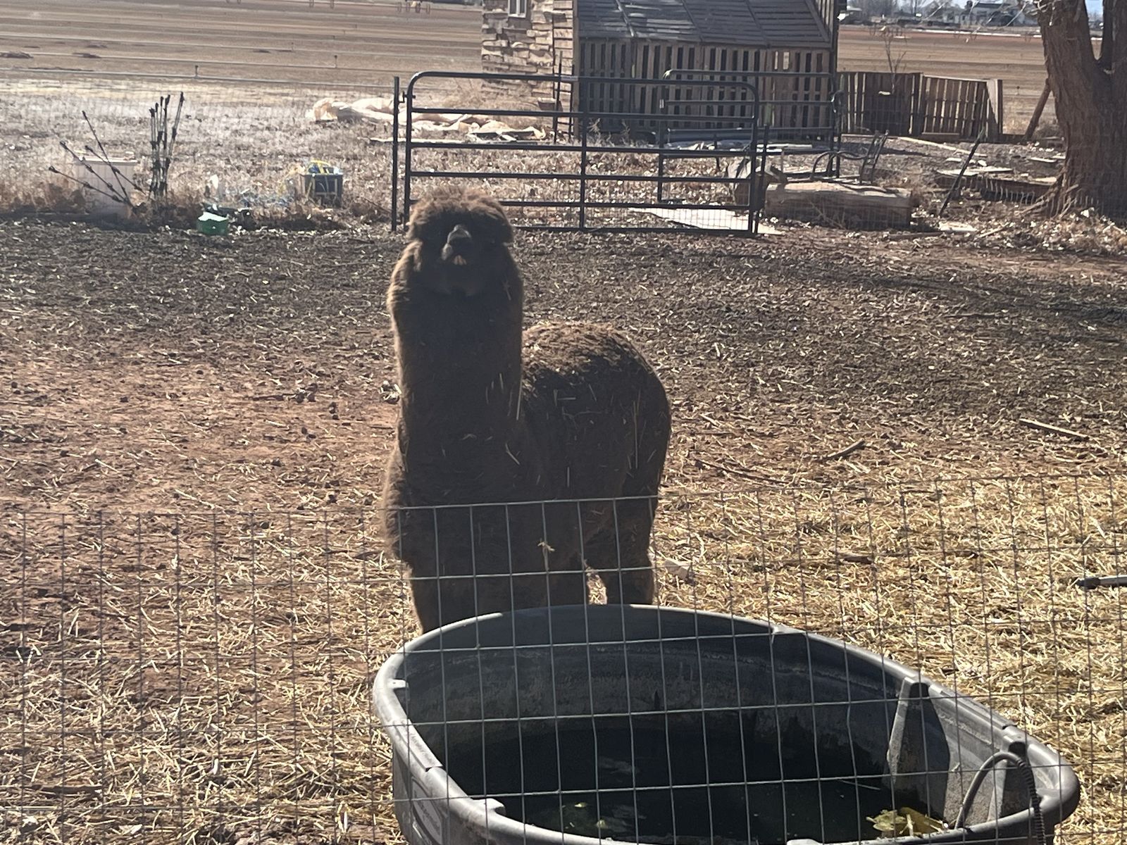 Male Alpacas