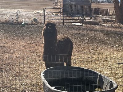 Male Alpacas