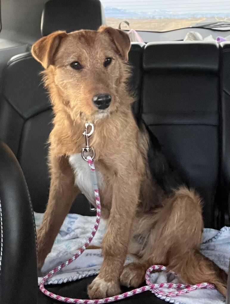 Airedale Terrier mix  Female Pup