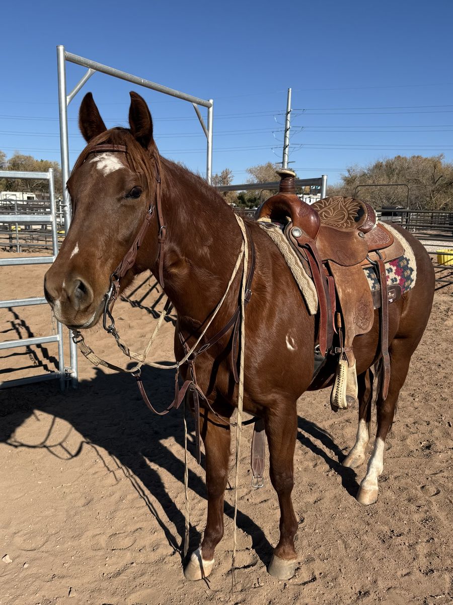 Athletic, smart, quick and gentle.  5 year old AQHA registered mare.  Metallic Cat, Smart Little Lena, Shorty Lena breeding