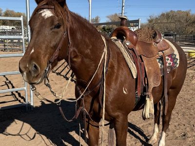 Athletic, smart, quick and gentle. 5 year old AQHA registered mare. Metallic Cat, Smart Little Lena, Shorty Lena breeding