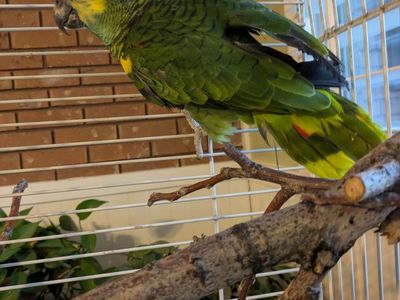 bluefront Amazon for sale