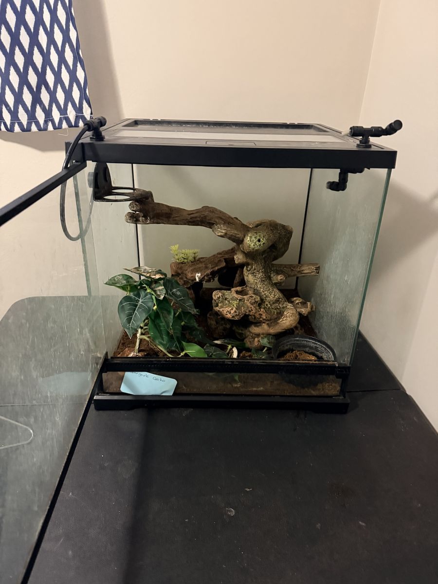 Gecko cage