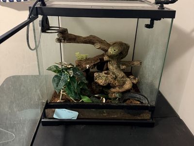 Gecko cage