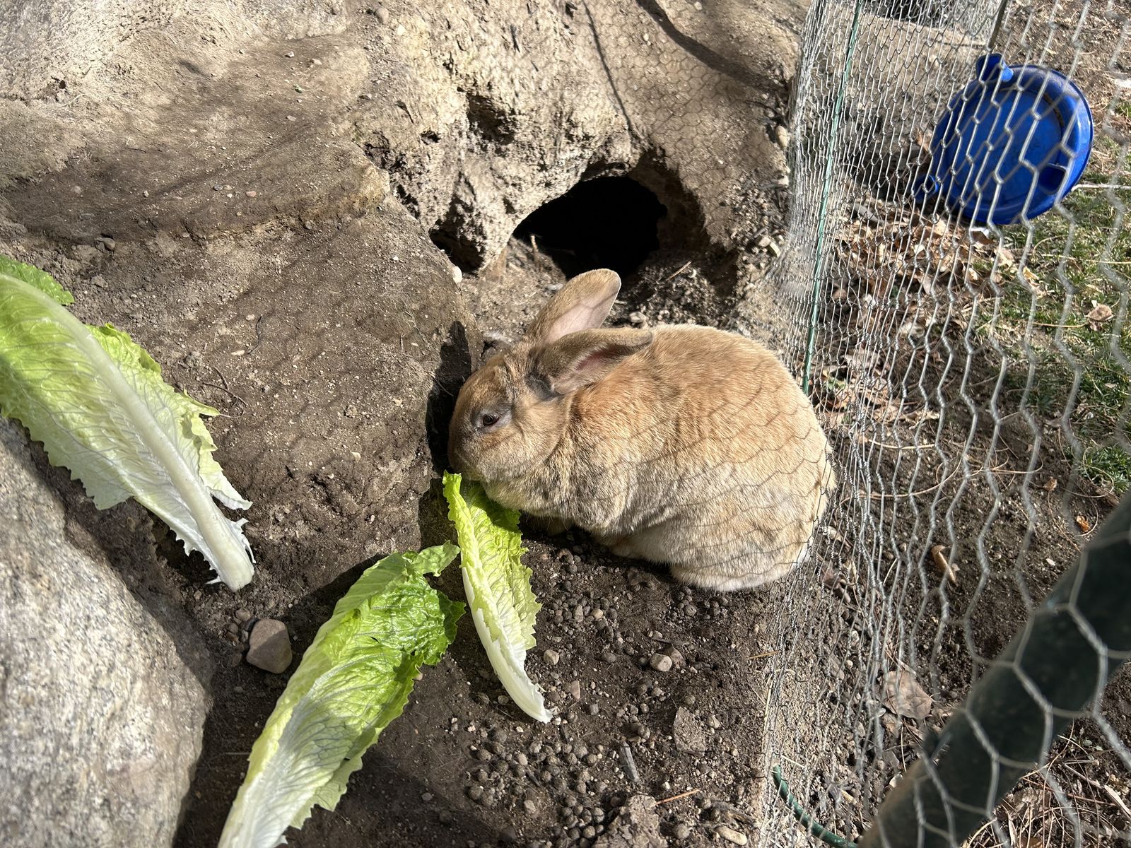 Free Outdoor bunnies for farm/ranch