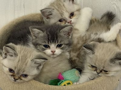 Persian mix kittens