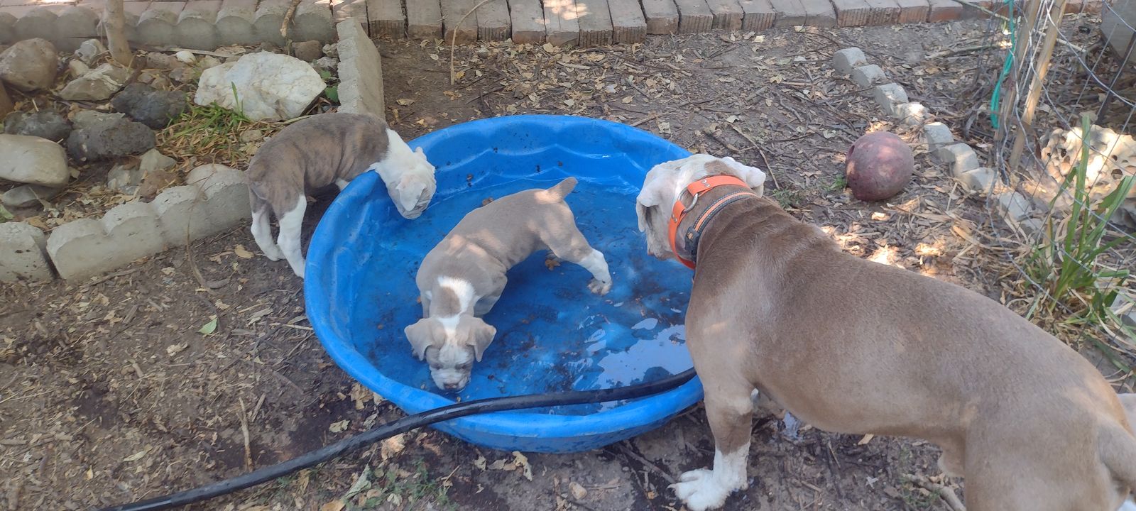 Adorable Bulldog Puppies Available - Playful and Healthy Litter
