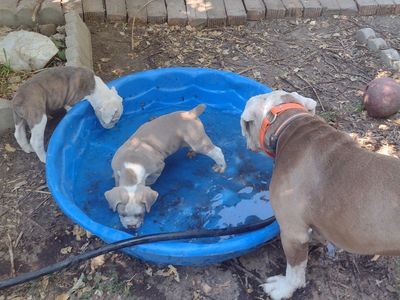 Adorable Bulldog Puppies Available - Playful and Healthy Litter