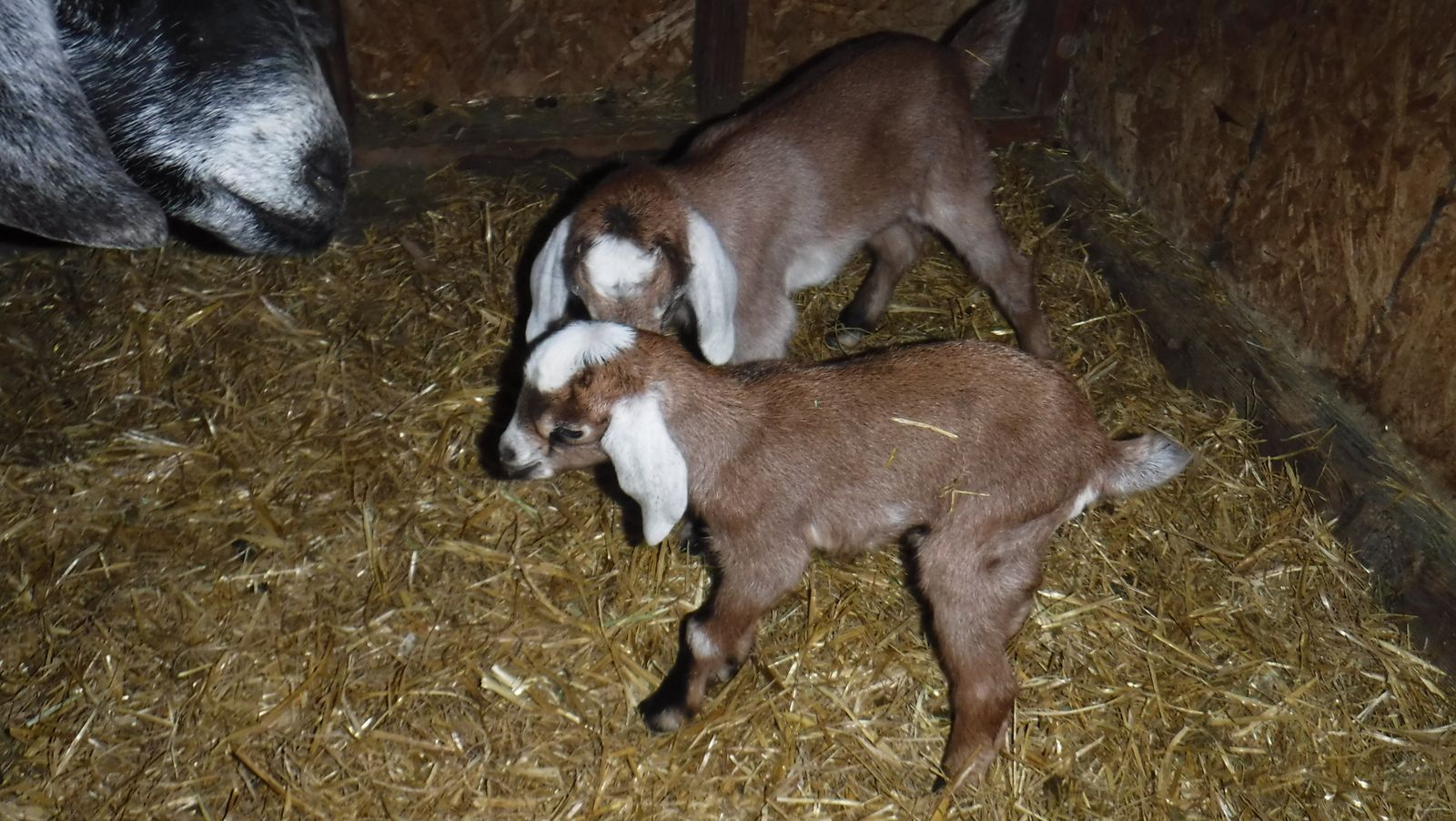 Alpine / Nubian mix baby bottle babies $100 OBO