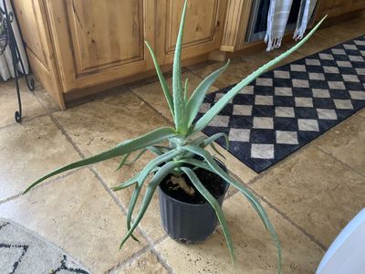 BEAUTIFUL LARGE HEALTHY ALOE VERA PLANT. CASH/VENMO ONLY