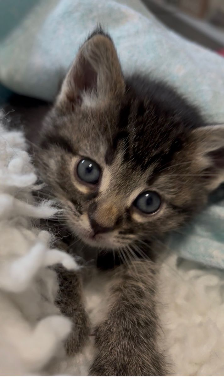 Main image 4