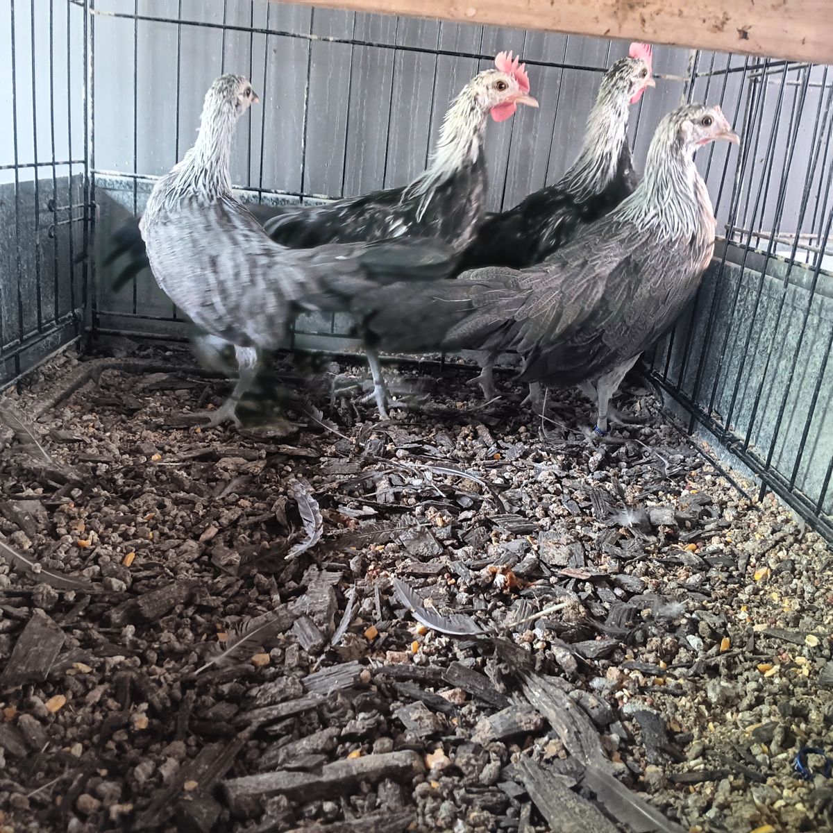Pure phoenix bantam trio. At a killer price. Parents in last  pictures
