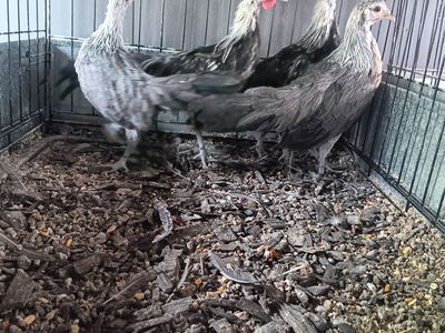 Pure phoenix bantam trio. At a killer price. Parents in last pictures