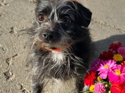 Terrier (Wanda and Monroe, Bonded Pair Adoption)