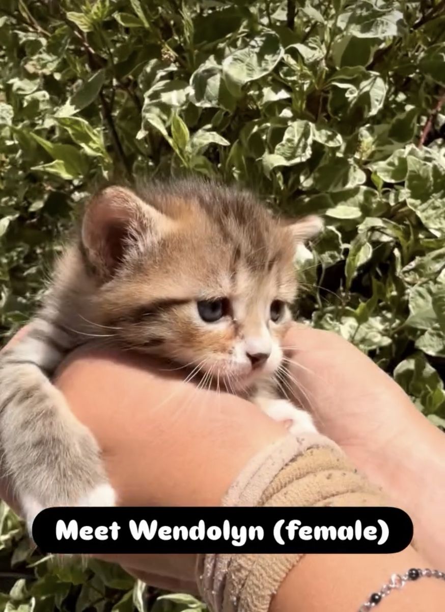 Baby kitten - Litter trained, mouser, sweet heart