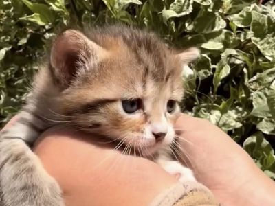 Baby kitten - Litter trained, mouser, sweet heart