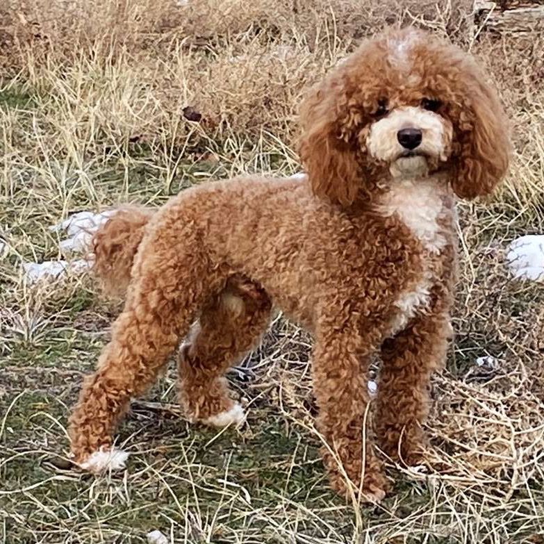 Darling abstract toy poodle stud