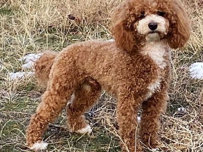 Darling abstract toy poodle stud