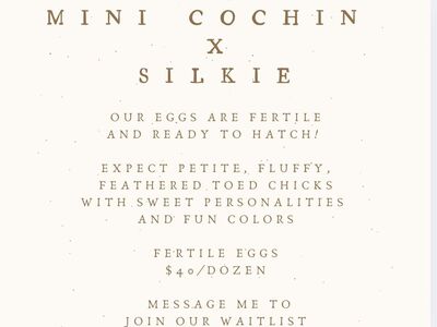 Silkie Mini Bantam Hatching Eggs