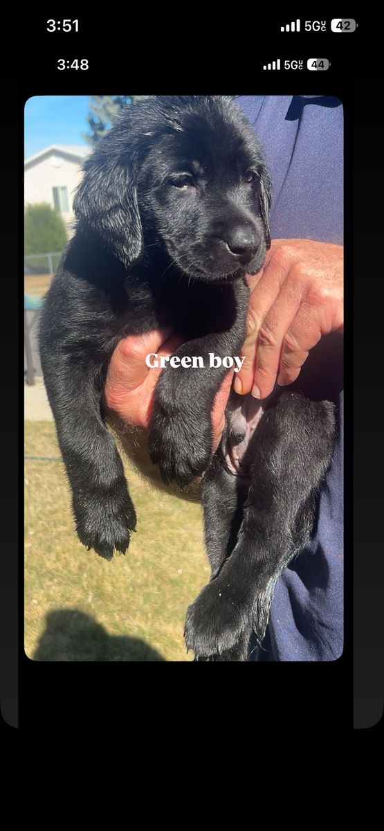 Black And Yellow Lab Puppies